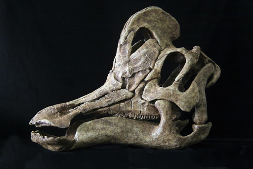 The Skull of dinosaur Velafrons coahuilensis