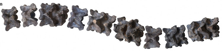 A composite skeleton showing fossil vertebrae representing the trunk region of the prehistoric snake Vasuki indicus, as seen in this illustration obtained by Reuters on April 17 2024.