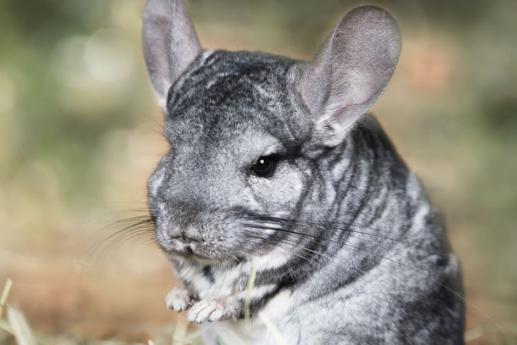 A chinchilla for Christmas? Think again - you need a permit for that.