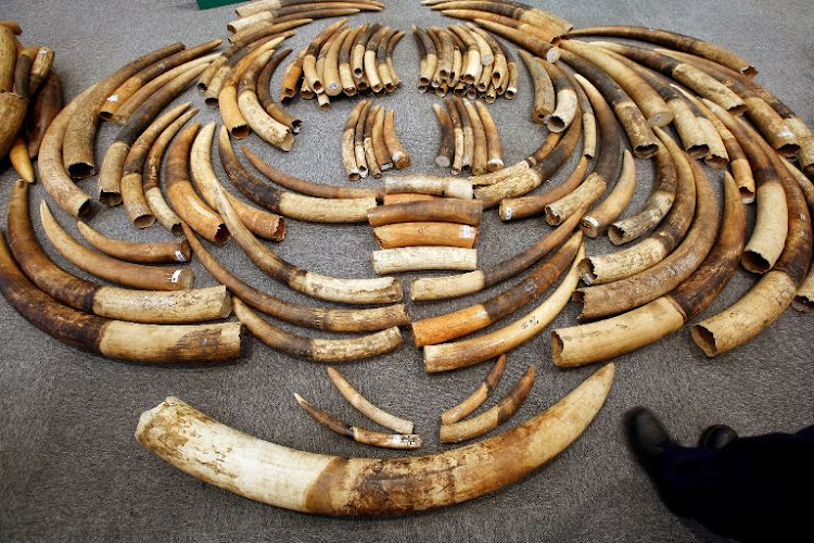 File photo of ivory seized by customs officials.