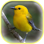 Bird Sounds Apk