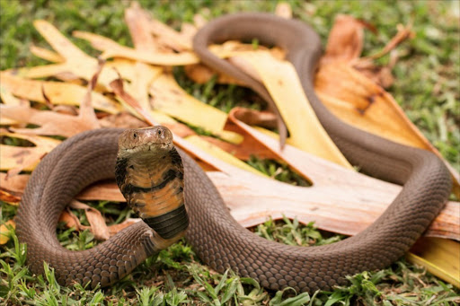 A Mozambican spitting cobra took up temporary residence in a Durban home this week, but was quickly outed by the family dog and removed. TYRONE PING.