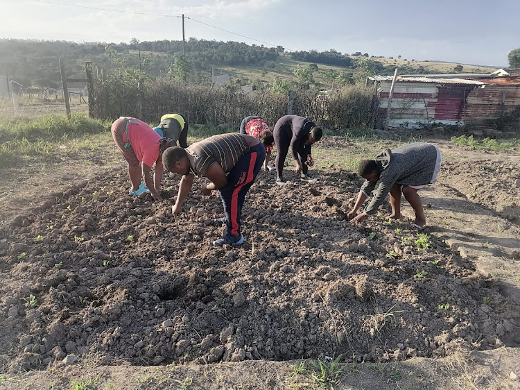 The Good Hope Development programme encourages members of the Ncera community to establish vegetable gardens to grow their own food.