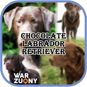Download Chocolate Labrador Retriever Collection For PC Windows and Mac