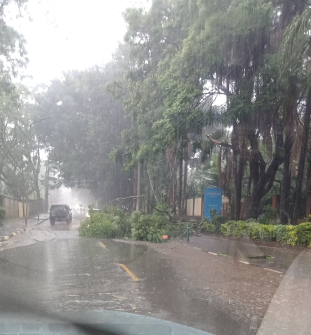 A tree fallen due to heavy rains in Nairobi on Thursday, December 14, 2023.