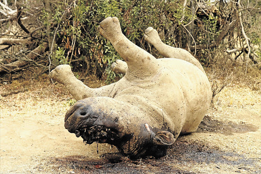 GORY FATE: The bloated carcass of a white rhino, its horn hacked off by poachers, lies in the Kruger National Park in this September 2011 photo. So far this year, poachers, most of them from Mozambique, have killed 184 rhinos in the park.