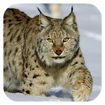 Lynx. Video Wallpaper Apk