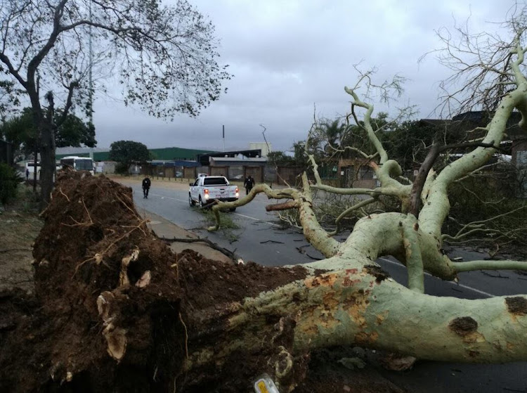 Roads were strewn by fallen fever trees as high winds struck KZN.