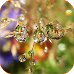 Drop Flower Video Wallpaper Apk