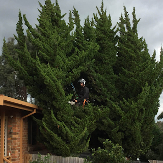 tree cutting services melbourne