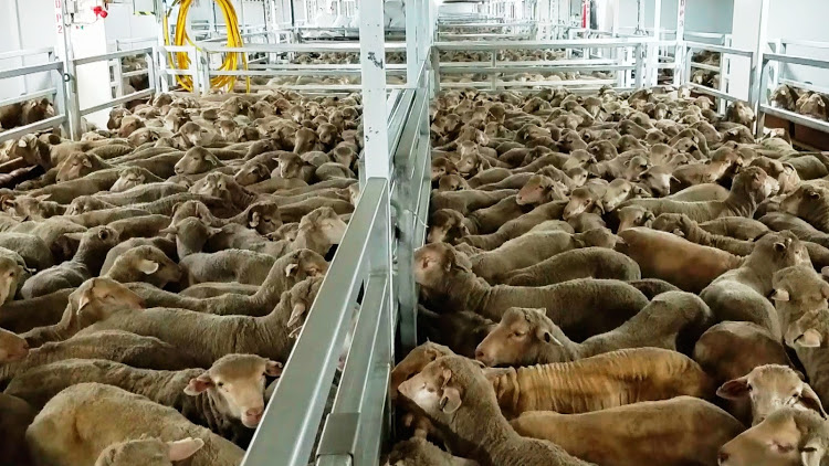 Around 14,000 sheep and 500 cattle were on board and the remaining cattle would be exported on other ships in the coming weeks.