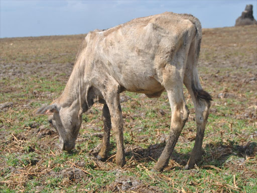 A cow grazing in a dry field following drought experienced in Tanadelta on Thursday, October 27, 2016. Analysts have argued the dry spell my slow Kenya's economic growth.Photo Alphonce Gari