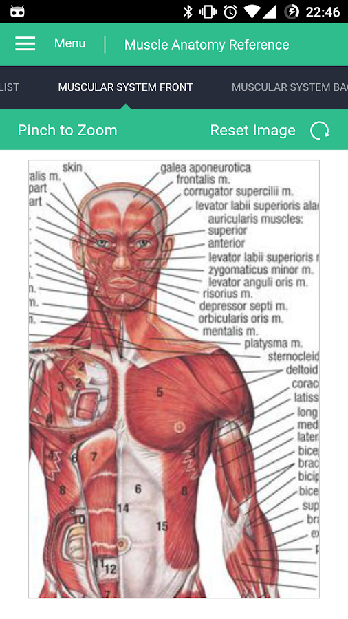 Muscle Anatomy Reference Guide — приложение на Android