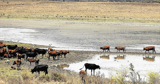 HEAT-STROKE: Farmers are saying this year’s drought in Aliwal North is the worst since 1933 Picture: MARK ANDREWS