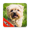 ダウンロード Cute Dogs Memory Matching Game をインストールする 最新 APK ダウンローダ