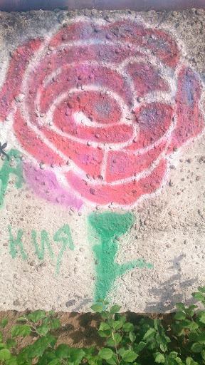 Графити Роза Красная