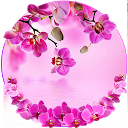 ダウンロード Orchid Spring Flowers Theme をインストールする 最新 APK ダウンローダ