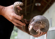 The deadly coronavirus outbreak in China could have spread from bats to humans through the illegal traffic of pangolins, Chinese researchers said. 