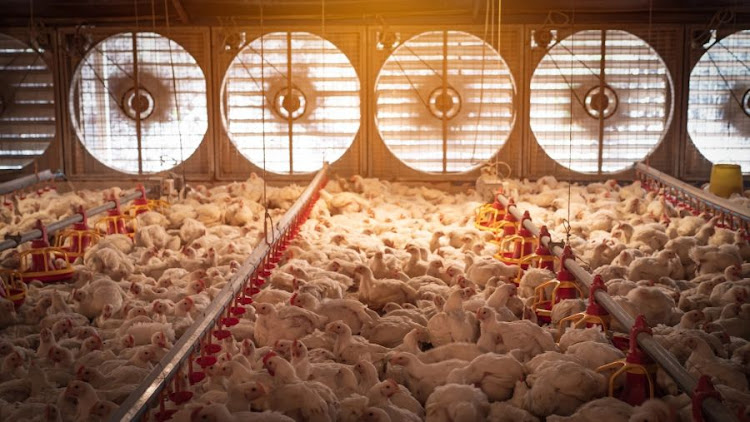 Factory farming. The animal welfare advocates noted that factory farming is almost always overlooked as the climate culprit within the agriculture sector.