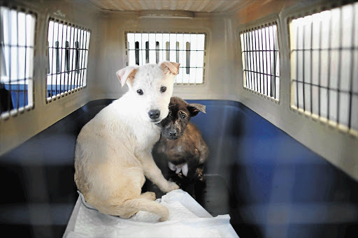 OFF THE MENU: Two dogs from the dog-meat farm in Wonju wait to be transported to safety in the US