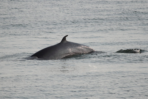 Common minke whale. File photo.