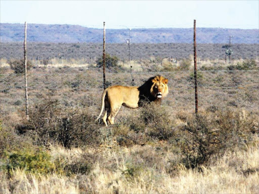 Environmental Affairs Minister Edna Molewa says all activities involving the African lion‚ including hunting‚ possession and trade are regulated through a permit system