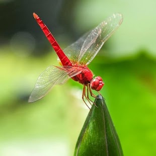 How to get INSECTOS 5.0.0 unlimited apk for android