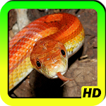 Snakes Wallpapers Apk