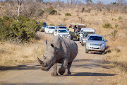 Visa changes, together with SA Tourism's marketing strategies, has shown a significant surge in visitors from Kenya. Tourists enjoy seeing a southern white rhinoceros in the Kruger National Park, Limpopo. Picture: 123RF