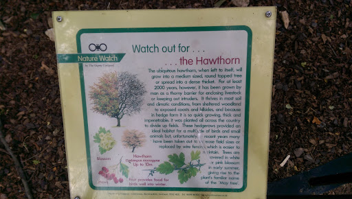 Watch Out for the Hawthorn