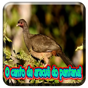 Download O Canto Da Aracua Do Pantanal For PC Windows and Mac