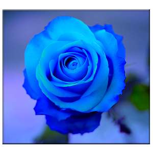 Blue Rose Live Wallpaper - Android Apps on Google Play