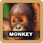 Monkey Sound Ringtone Apk