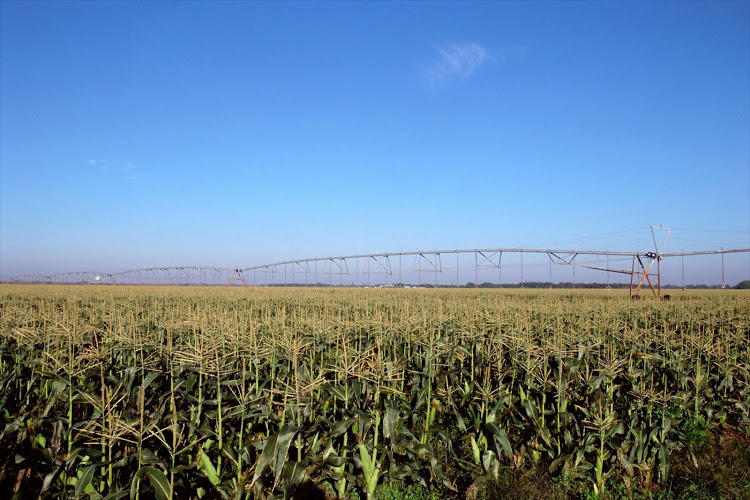 A field of maize meal.