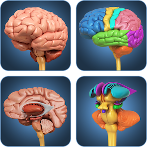 Download My Brain Anatomy For PC Windows and Mac