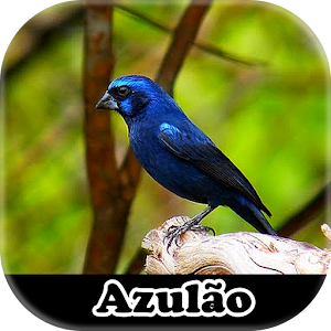 Download Meu Azulão For PC Windows and Mac