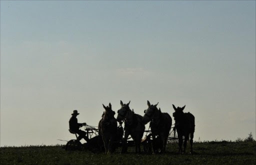 An Amish farmer works on his field. File photo.