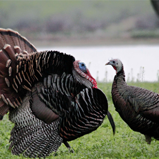 How to mod Turkey Calls - Turkey Sounds patch 1.2 apk for bluestacks