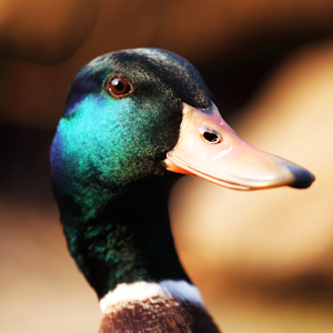 Duck Sounds.apk 2.0