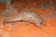 Temminck's pangolin, or the ground pangolin, found in SA. Instances of pangolin poaching have increased by 75% since last year according to the recent crime stats. 