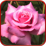 Rose, live wallpaper Apk