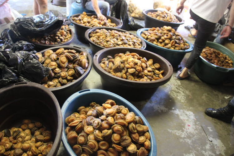 The Hawks raided a house in Bloemfontein where they found an illegal abalone processing plant.