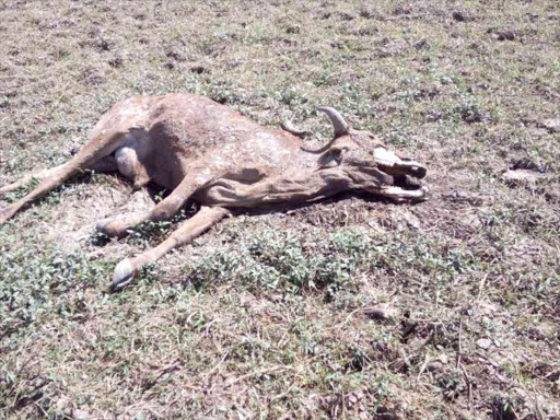 An animal that died in Baringo county as a result of the drought. /JOSEPH KANGOGO