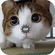 Download Cat Gifs For PC Windows and Mac 1.0