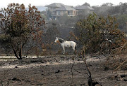 SCORCHED: The burnt-out Pezula private estate, where the SPCA is still searching for traumatised animals.