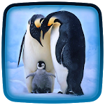 Penguin Live Wallpaper Apk