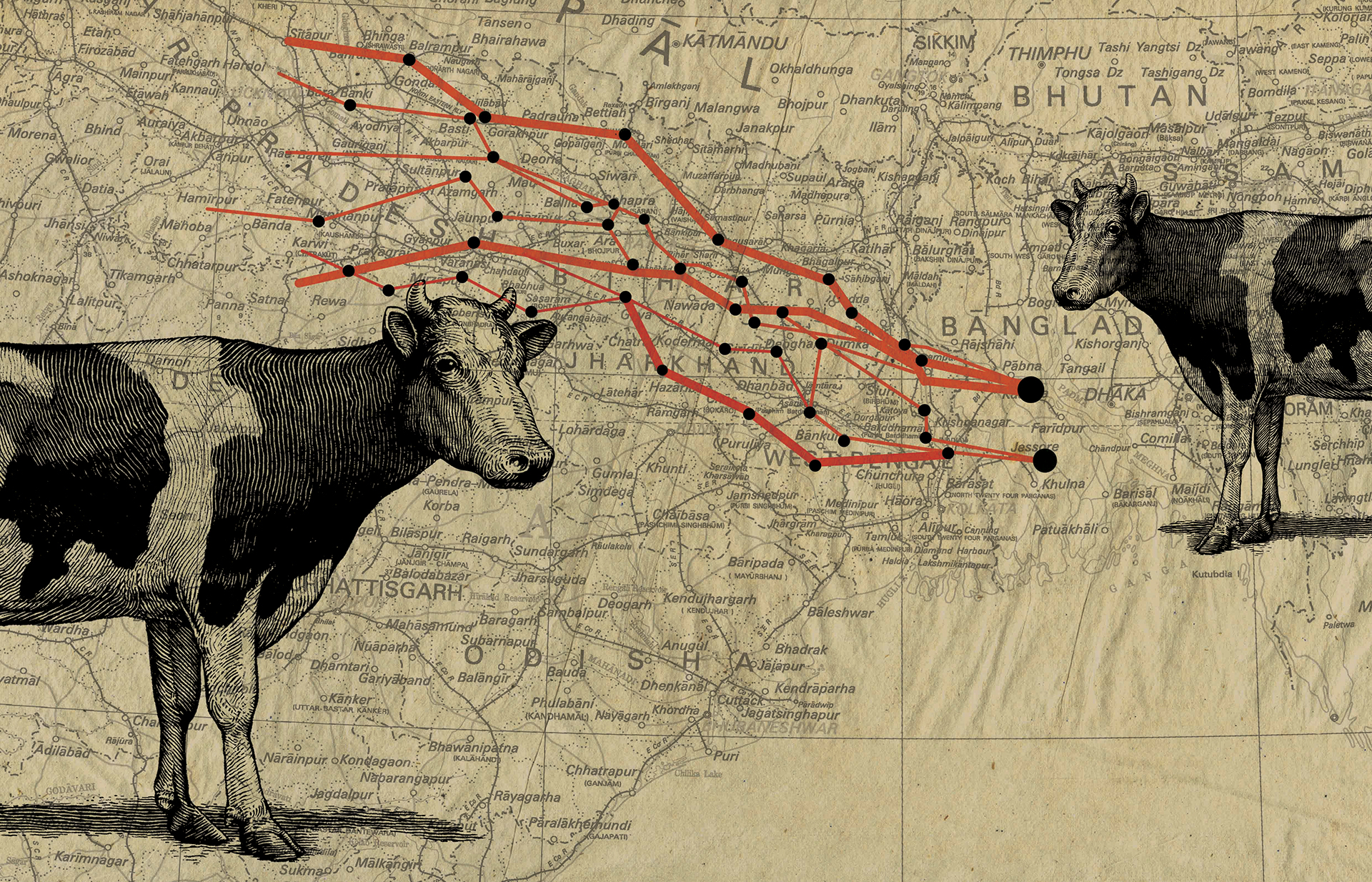Inside India’s Hindu cattle-smuggling networks