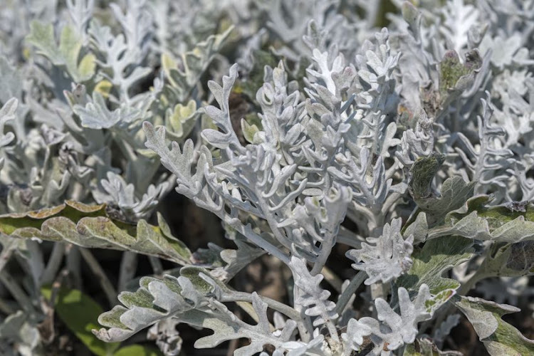 Artemisia Asteracae is a medicinal plant with a variety of uses.