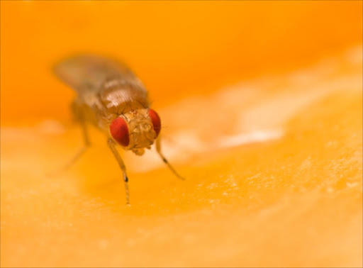 Fruit fly. File photo