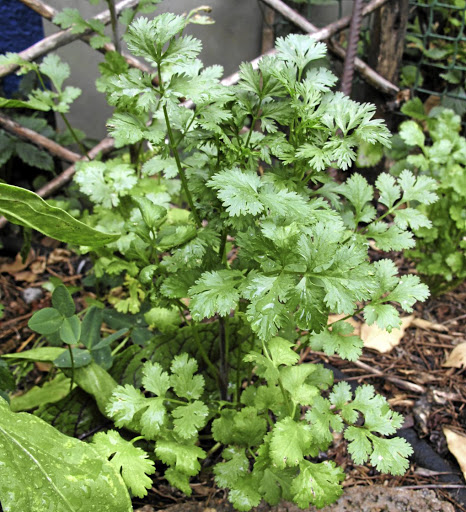 Coriander is a must for your herb garden if you love cooking Asian or South American dishes.
